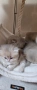 Родословни Британски котета , снимка 4