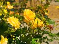 Продавам резници от  5 цвята рози катерливи общо за 10 лева, снимка 1 - Градински цветя и растения - 41246315