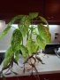 Дифенбахия в комбинация пурпорно сърце., снимка 6
