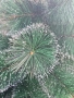 Коледна елха с бели връхчета, снимка 3