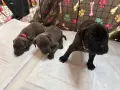 Кане Корсо - Cane Corso кученца, снимка 9