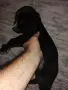 Подарявам кученца, снимка 2