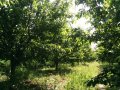 Под наем - черешова градина 4 дка между Крумово и Ягодово