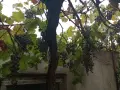 Продавам тъмно грозде,подходящо само за червено вино,обирате го цялото по асмите за 30  всичкото., снимка 12