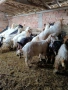 Продавам кози стадо, снимка 1