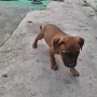 Продават се питбучета!, снимка 2