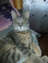 Подарявам котка, Синьо Таби, женска, кастрирана , снимка 4