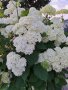 Хортензия,Бяла  , снимка 1 - Градински цветя и растения - 41424444