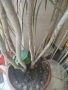 Продавам Драцена "Маргината", снимка 3