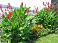 Грудки на Канна, снимка 1 - Градински цветя и растения - 44412475