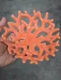 купички корали , снимка 3