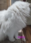 персийска чинчила, снежно бяла, 5 мес., снимка 12