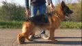 Немска овчарка с дълъг косъм и родословие , снимка 4