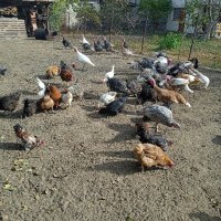продавам кокошки,пуйки,патици, снимка 6 - Кокошки и пуйки - 44194982