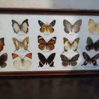 Продавам препарирани тайландски пеперуди , снимка 1 - Декорация за дома - 44717764
