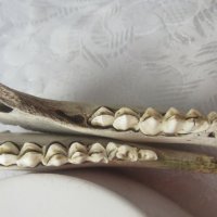 2 бр  Стара кост, кокал със зъби, челюст от животно, зъб, снимка 5 - Други - 41204154
