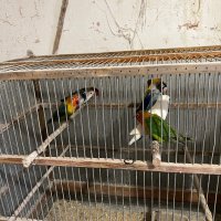 Продавам папагали неразделки , снимка 5 - Папагали - 40156012