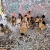 Яйца от крякащи патици, снимка 4 - Кокошки и пуйки - 44404161