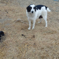 Кученца, снимка 2 - Каракачанска овчарка - 44619416