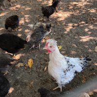 Катунски пилета и кокошки , снимка 8 - Кокошки и пуйки - 41230194