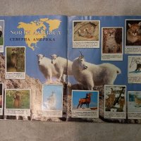 Албум стикери - Животните по света -Animals of the world 1989 from Panini, снимка 9 - Други - 38717419