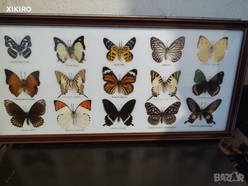Продавам препарирани тайландски пеперуди , снимка 1