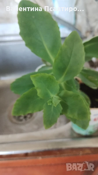 Дебела Мара (Sedum spectabile), снимка 1