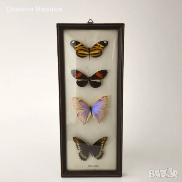 Препарирани пеперуди в рамка от Бразилия #5891, снимка 1