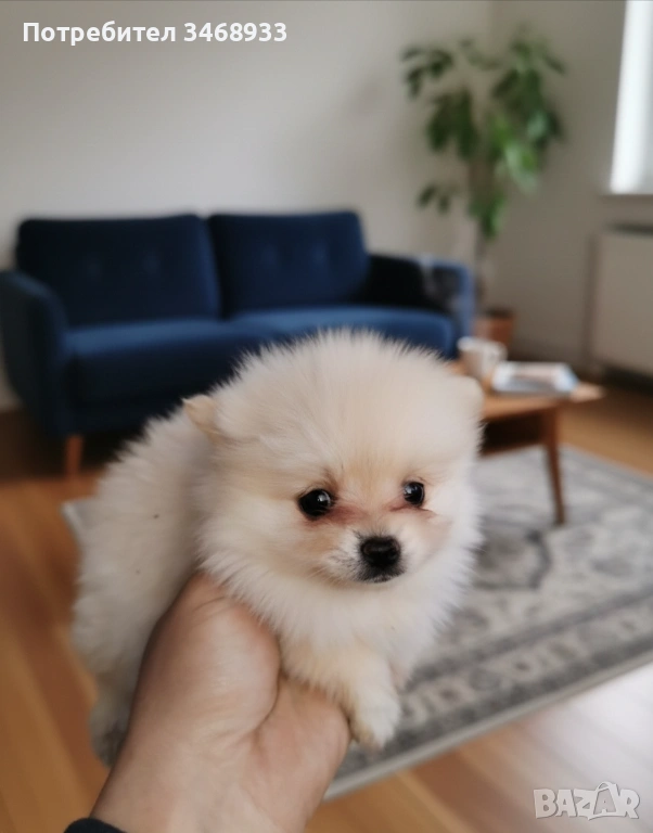 Померанчета на 50 дни, снимка 1