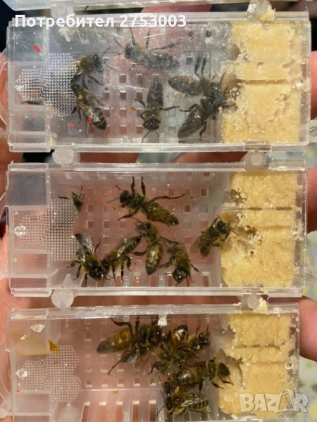 ОПЛОДЕНИ Пчелни майки със Записване - Карпатка и Карника - 2026 ЗАПИСВАНЕ, снимка 1