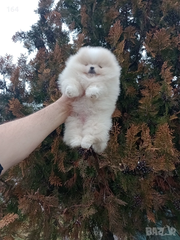 Прекрасно женско Померанче. Реални снимки от 24.01.26 г. , снимка 1