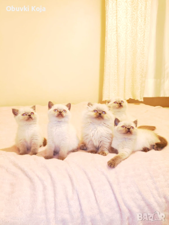 Не са красиви ами просто са уникалени , снимка 1