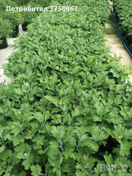 🌸🌹🌿 Едроцветна, нискостеблена, студоустойчива хризантема:, снимка 1