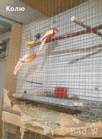 Папагали РОЗЕЛИ , снимка 1