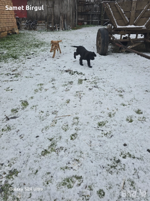 Jivotno, снимка 1