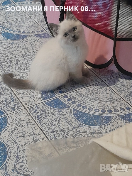 коте Регдол момче, снимка 1