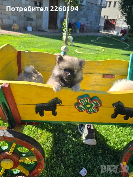 Померан Померанче , снимка 1