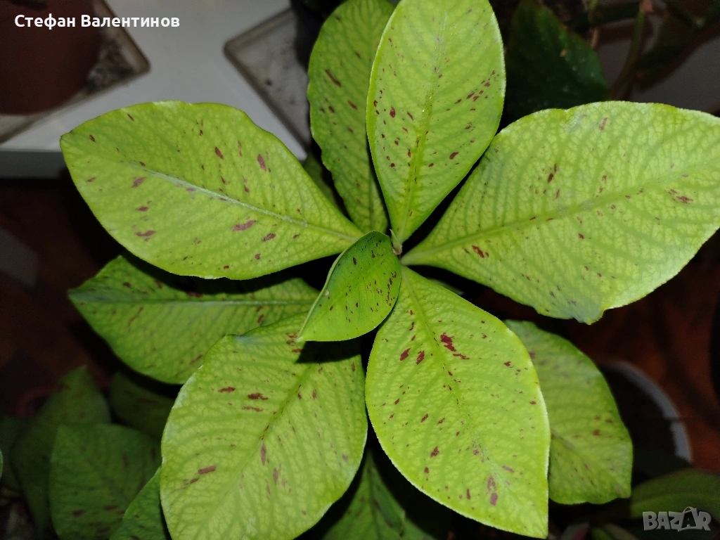 Еуфорбиякаучукова- саксийно растение. , снимка 1
