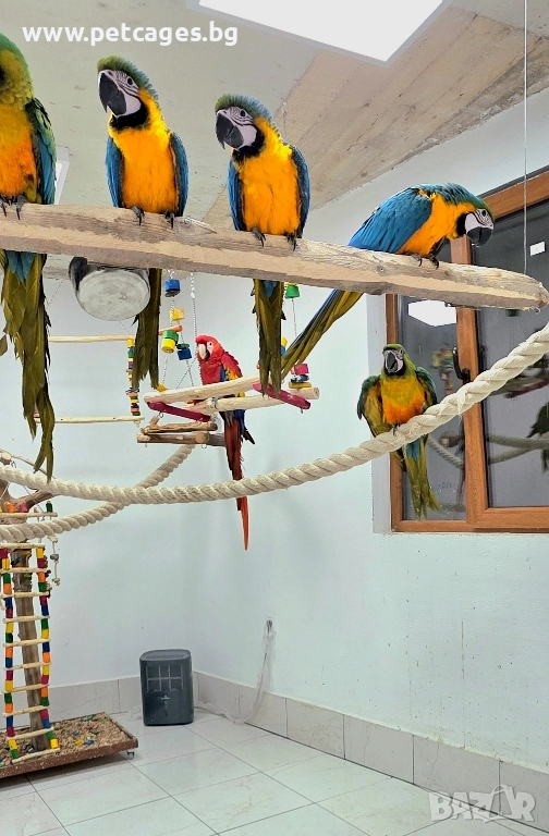 Синьо Жълта Ара - Бебета, снимка 1