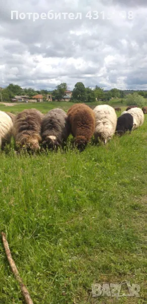 Продавам овце и агнета, снимка 1