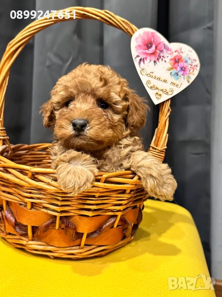 Пудел той , снимка 1