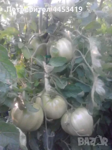 Червен калифорнийски червей , снимка 5 - Тор и почвени смеси - 50058064