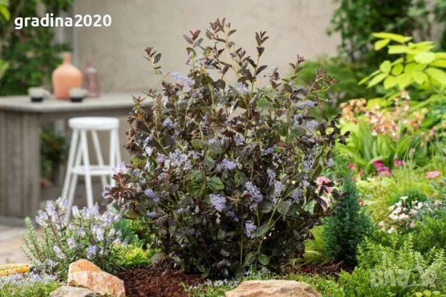 Цеанотусът (Ceanothus) или калифорнийският люляк Налични 3 вида, снимка 3 - Разсади - 49943995