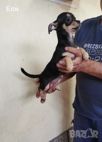 чихуахуа женско с всички ваксини , снимка 1