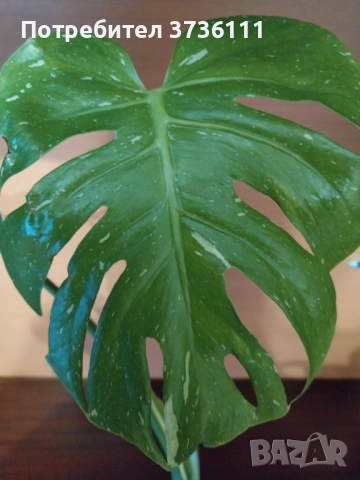 Monstera Tha, снимка 4 - Стайни растения - 52300210