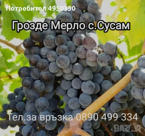 Грозде сорт Мерло, Болгар и Хамбургски мискет , снимка 2 - Домашни продукти - 56125419