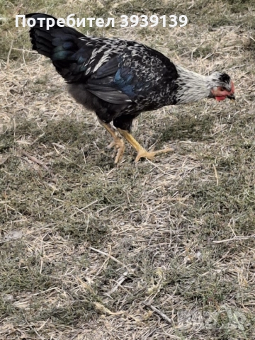 продавам петли , снимка 6 - Кокошки и пуйки - 51807625