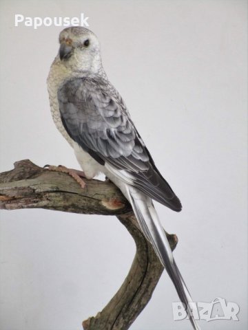 Пойни Папагали, снимка 12 - Папагали - 42485467