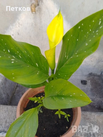 цъфтящи цветя , снимка 2 - Стайни растения - 50488175