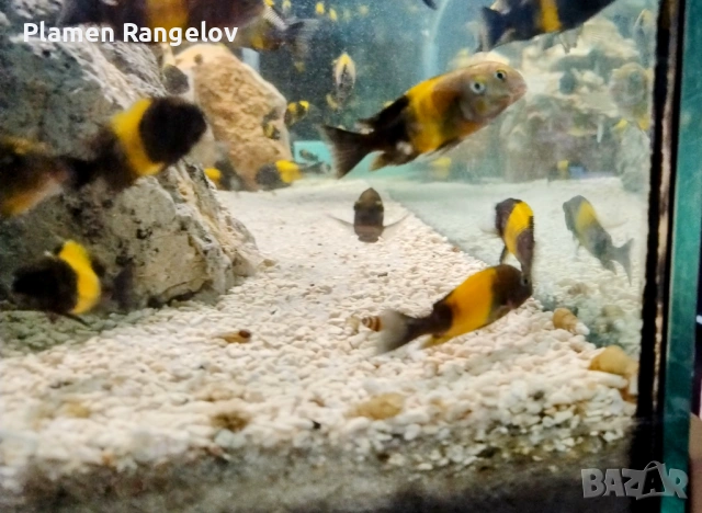 Африкански цихлиди / Трофеуси, снимка 4 - Рибки - 37143868